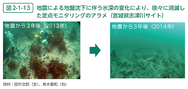 図2-1-13　地震による地盤沈下に伴う水深の変化により、徐々に消滅した定点モニタリングのアラメ（宮城県志津川サイト）