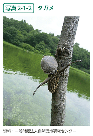 写真2-1-2　タガメ