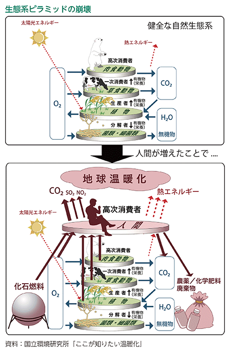 生態系ピラミッドの崩壊