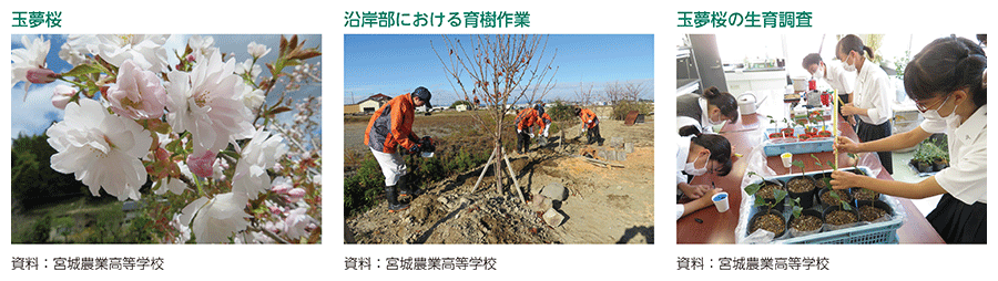 玉夢桜、沿岸部における育樹作業、玉夢桜の生育調査