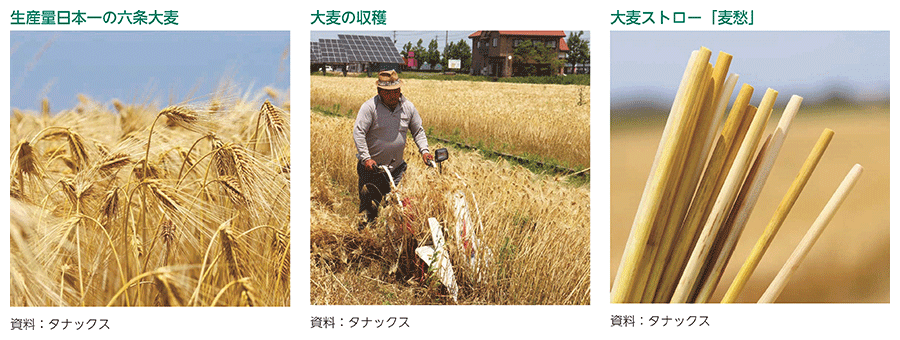 生産量日本一の六条大麦、大麦の収穫、大麦ストロー「麦愁」