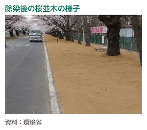 除染後の桜並木の様子