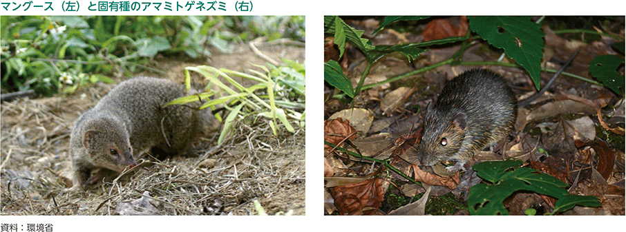 マングース（左）と固有種のアマミトゲネズミ（右）