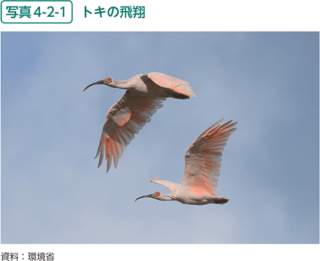 写真4-2-1　トキの飛翔