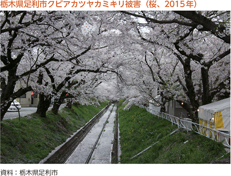 栃木県足利市クビアカツヤカミキリ被害(桜、2015年)