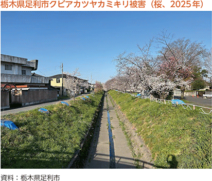 栃木県足利市クビアカツヤカミキリ被害(桜、2025年)