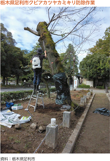 栃木県足利市クビアカツヤカミキリ防除作業