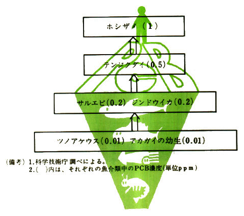 食物連鎖によるPCB濃度の変化
