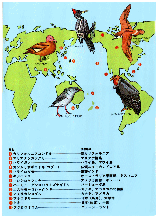●国際保護鳥一覧
