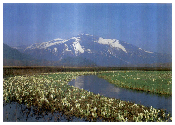 尾瀬の湿原