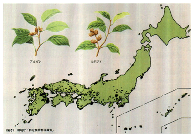 ●照葉樹林分布図