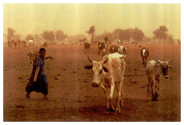 アフリカの家畜給水場