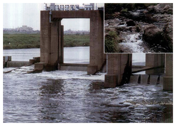 多摩川上流と下流（昭和59年）