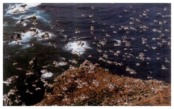 わが国有数の海鳥繁殖地・北海道天売(てうり)島のウミネコの群翔