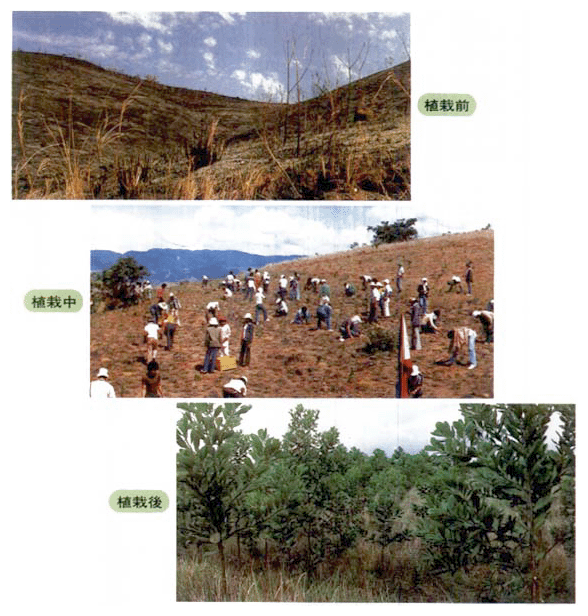 パンタバンガン林業開発プロジェクト（フィリピン）