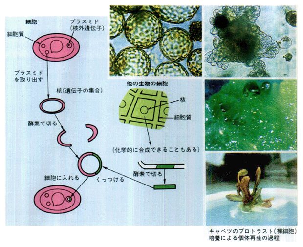 ■組換えDNA技術