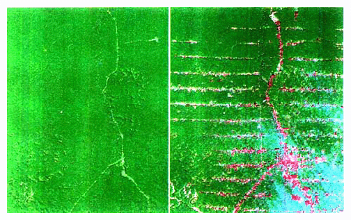 南米アマゾン川流域における熱帯林の変化