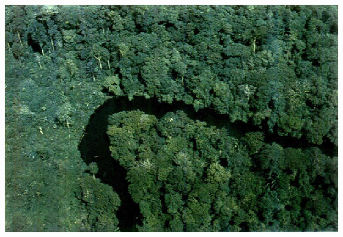 熱帯林（WWF JAPAN）