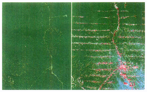南米アマゾン川流域における熱帯林の変化。