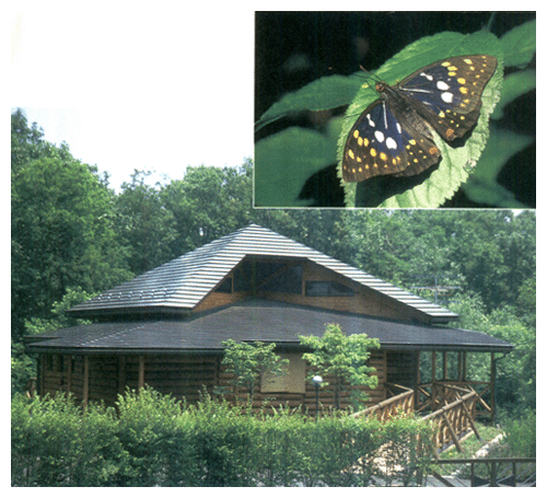 オオムラサキと「オオムラサキの森」―埼玉県嵐山町―