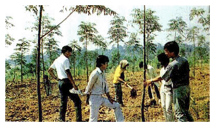 環境協力「植林事業」（提供：国際協力事業団）