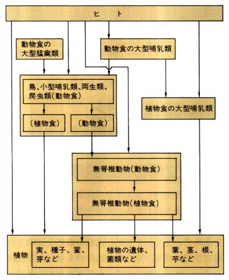 陸上生物の食物連鎖