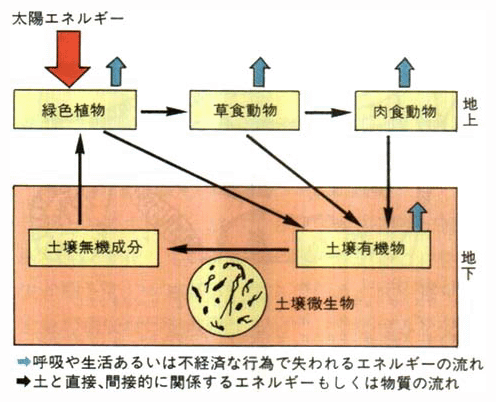 エネルギーや物質の流れと土