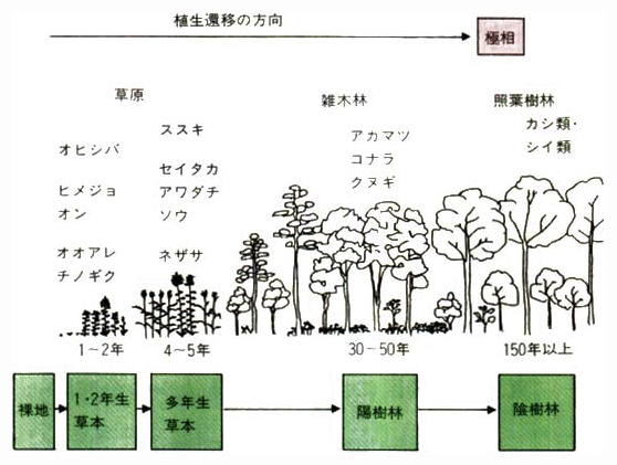 関東を含む西日本の低地における植生の遷移