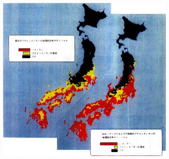 環境及び気候変動時のブナとシイ／カシの地理的分布ポテンシャル