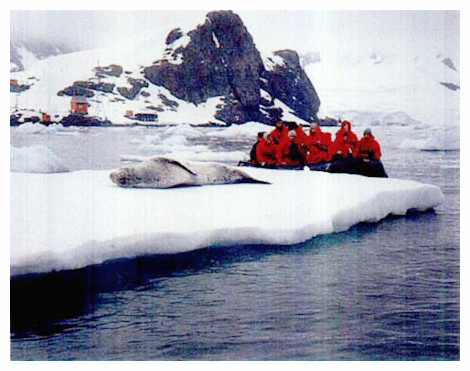 アザラシに見入る南極観光ツアー参加者