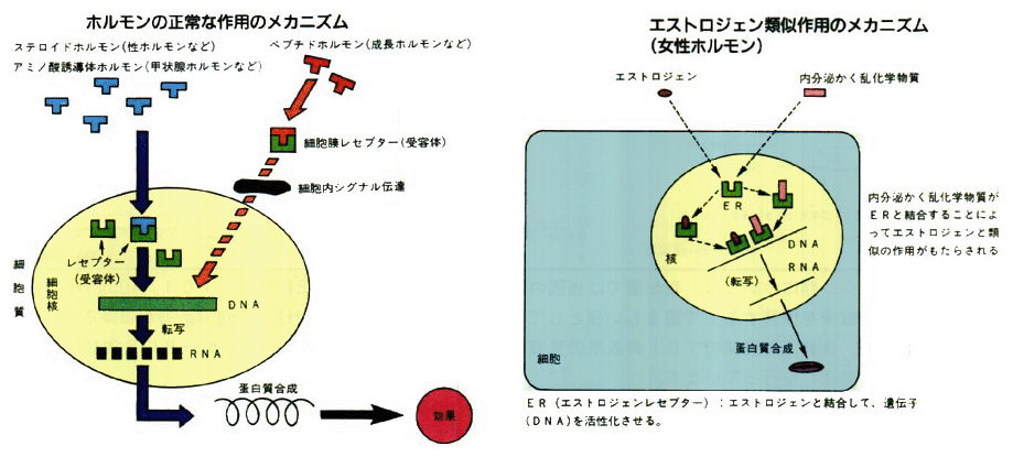 ホルモンの働きと内分泌かく乱作用のメカニズム例