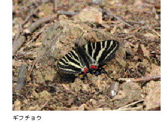 写真　ギフチョウ