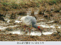 田んぼで餌をついばむトキ