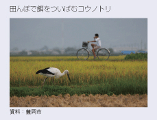 田んぼで餌をついばむコウノトリ