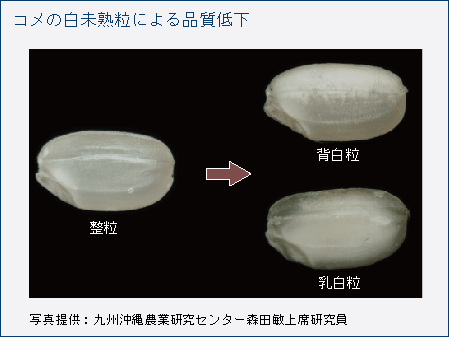 コメの白未熟粒による品質低下