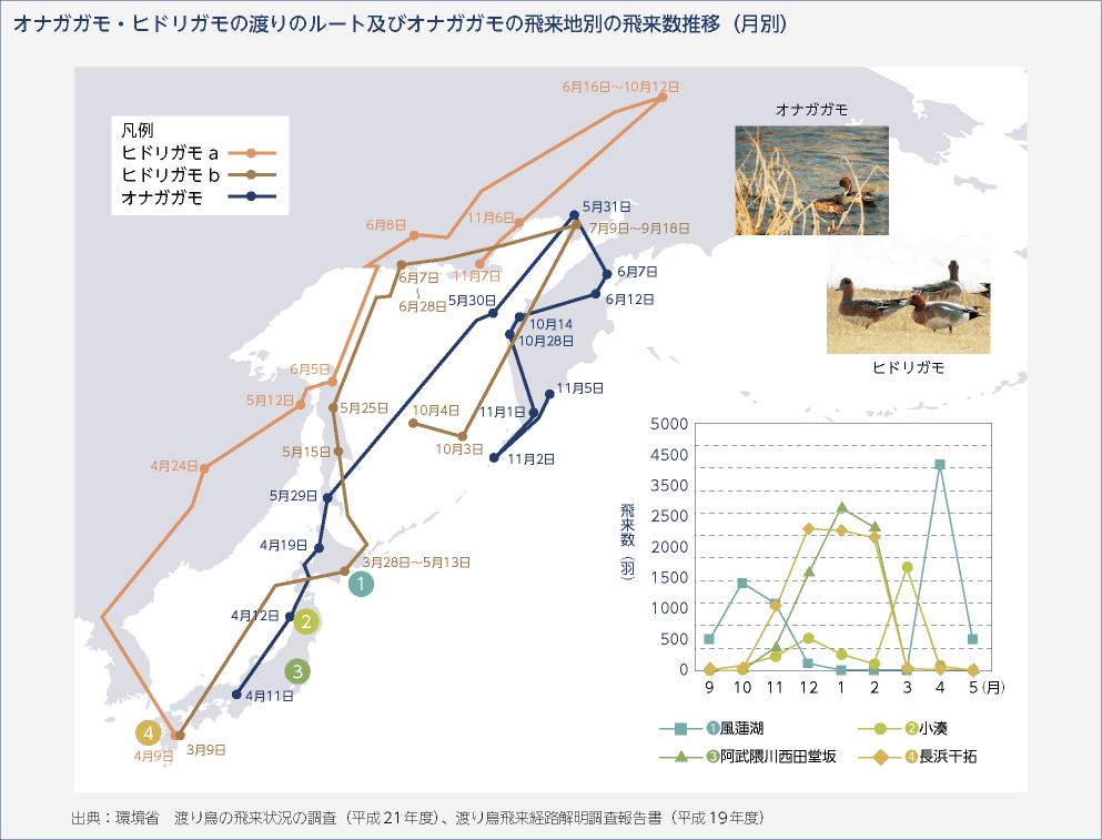 オナガガモ・ヒドリガモの渡りのルート及びオナガガモの飛来地別の飛来数推移（月別）