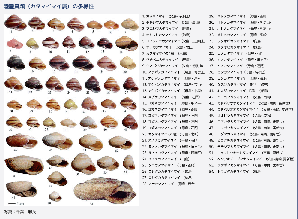 陸産貝類（カタマイマイ属）の多様性