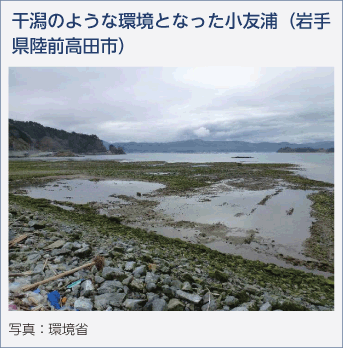 干潟のような環境となった小友浦（岩手県陸前高田市）