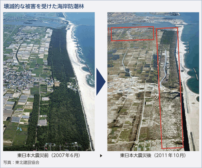 壊滅的な被害を受けた海岸防潮林