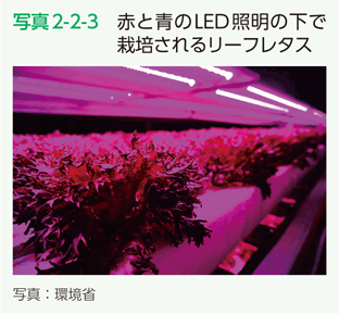 写真2-2-3　赤と青のLED照明の下で栽培されるリーフレタス