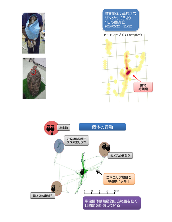 4d 11 シマフクロウ タンチョウを指標とした生物多様性保全 北海道とロシア極東との比較 平成26年度 ネットde研究成果報告会 環境研究 技術 情報総合サイト
