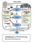 研究イメージ