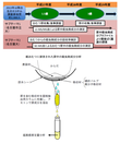 研究のイメージ