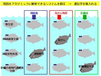 図　研究のイメージ