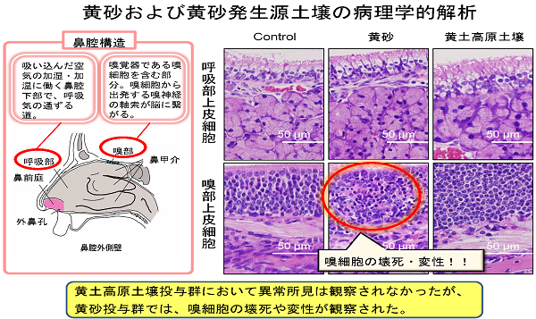 成果イメージ図