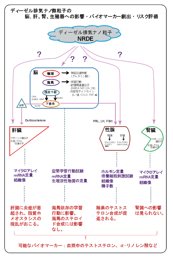 成果イメージ図