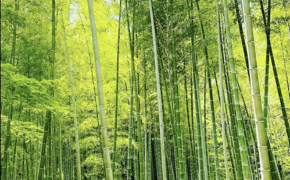 竹の可能性を追求！自治体、地場企業連携を通じた環境循環型竹産業の構築への挑戦！
