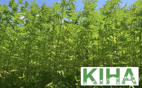 NO HEMP, NO GOOD LIFE!
                        『古くて新しい作物を活用した地域と人を元気にする取り組み』