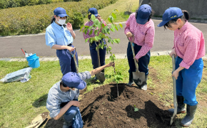 被災地での桜の開花を目指して