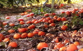 ⽇本の「明るい農村」を、MOTTAINAIをつかって創造再⽣させてきた15年の軌跡 